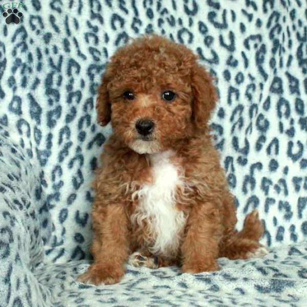 Rascal, Toy Poodle Puppy