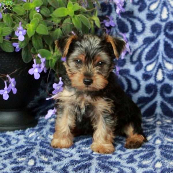 Rascal, Yorkie Puppy