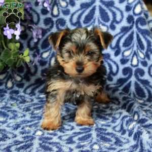 Rascal, Yorkie Puppy