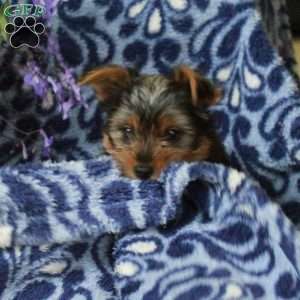 Rascal, Yorkie Puppy