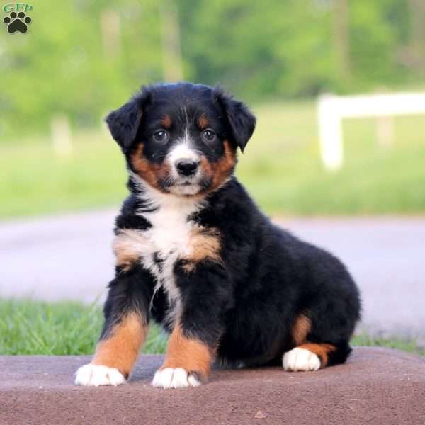 Rascal, Australian Shepherd Puppy