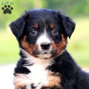 Rascal, Australian Shepherd Puppy