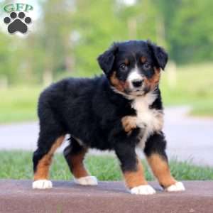 Rascal, Australian Shepherd Puppy