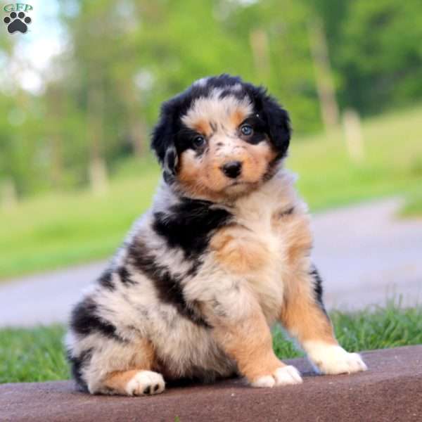 Rayna, Australian Shepherd Puppy