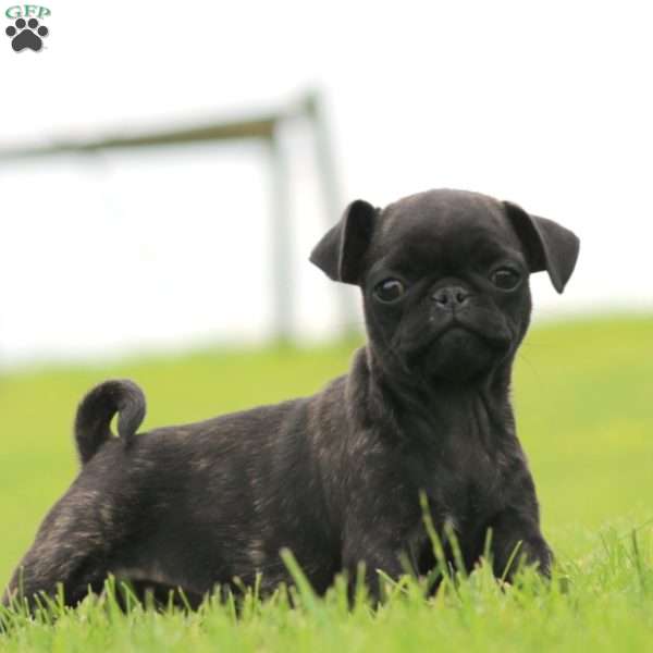 Rayna, Pug Puppy