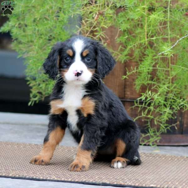 Rayna, Miniature Bernese Mountain Dog Puppy