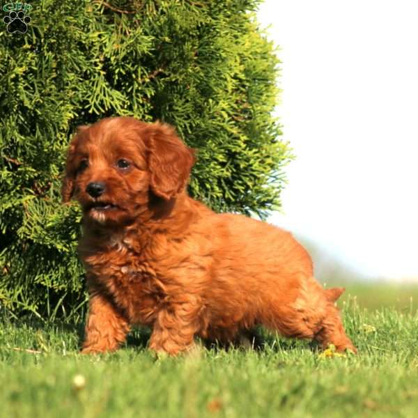 Rayna, Cavapoo Puppy
