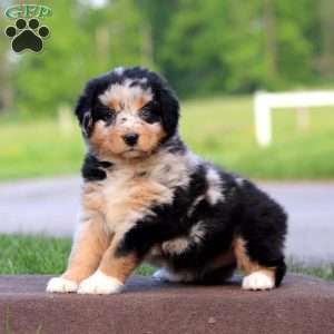 Rayna, Australian Shepherd Puppy