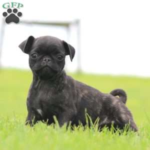 Rayna, Pug Puppy