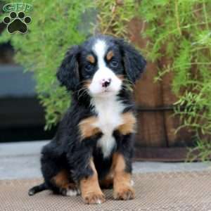 Rayna, Miniature Bernese Mountain Dog Puppy