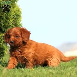 Rayna, Cavapoo Puppy