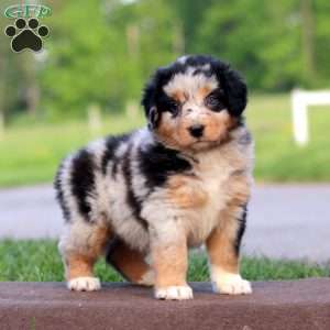 Rayna, Australian Shepherd Puppy