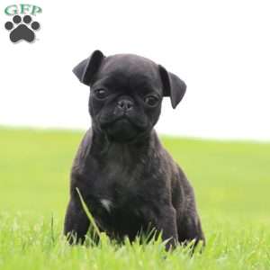 Rayna, Pug Puppy