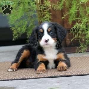 Rayna, Miniature Bernese Mountain Dog Puppy
