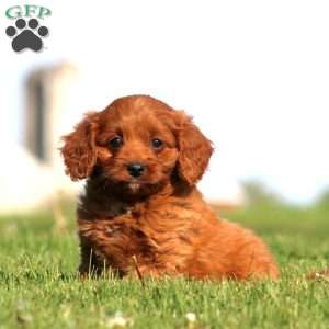 Rayna, Cavapoo Puppy