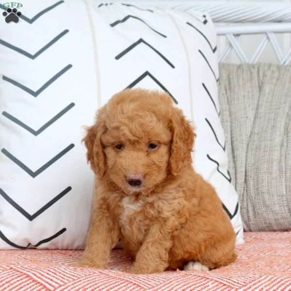 Reagan, Mini Goldendoodle Puppy