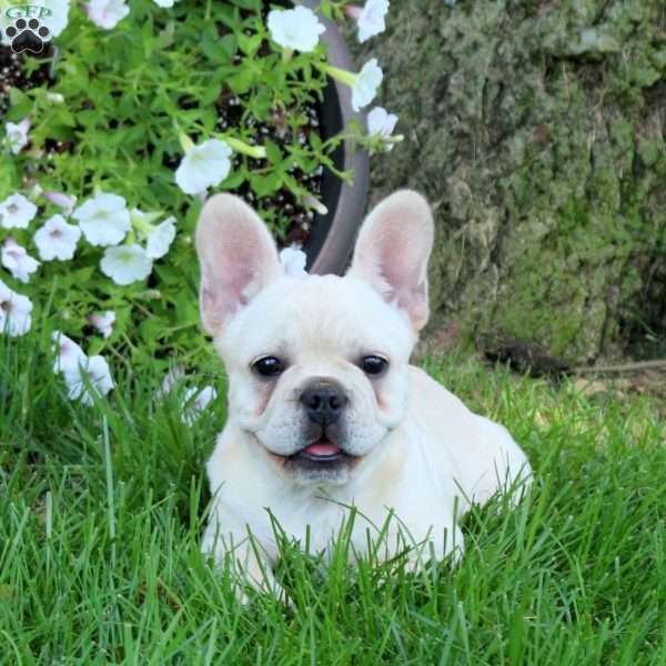 Reagan, French Bulldog Puppy