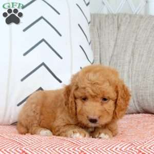 Reagan, Mini Goldendoodle Puppy