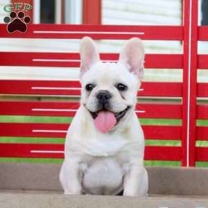 Reagan, French Bulldog Puppy