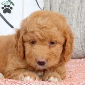 Reagan, Mini Goldendoodle Puppy