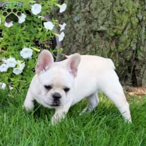 Reagan, French Bulldog Puppy