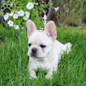 Reagan, French Bulldog Puppy