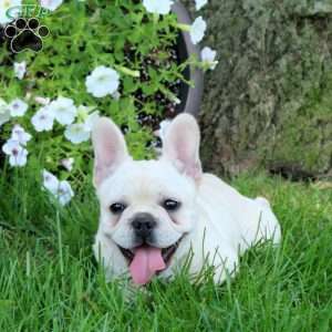 Reagan, French Bulldog Puppy