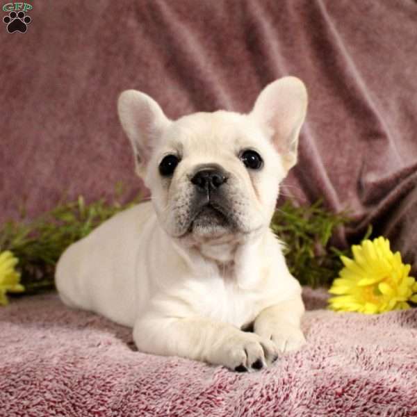 Reagan, French Bulldog Puppy