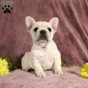 Reagan, French Bulldog Puppy