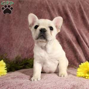 Reagan, French Bulldog Puppy