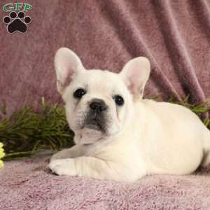 Reagan, French Bulldog Puppy