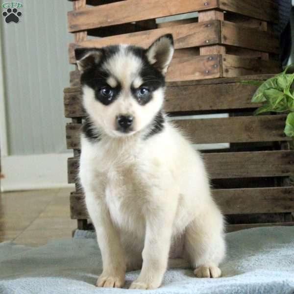 Reba, Pomsky Puppy