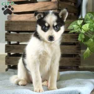 Reba, Pomsky Puppy