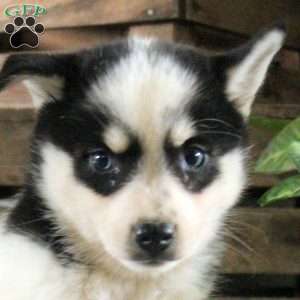 Reba, Pomsky Puppy