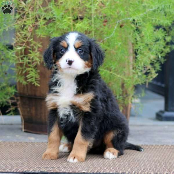 Reba, Miniature Bernese Mountain Dog Puppy
