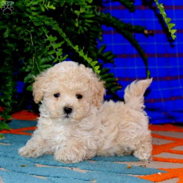 Reba, Maltipoo Puppy
