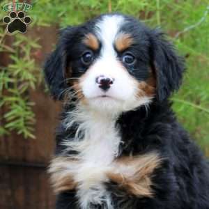 Reba, Miniature Bernese Mountain Dog Puppy