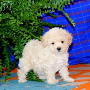 Reba, Maltipoo Puppy
