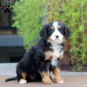 Reba, Miniature Bernese Mountain Dog Puppy