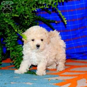 Reba, Maltipoo Puppy