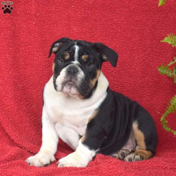 Rebel, English Bulldog Puppy