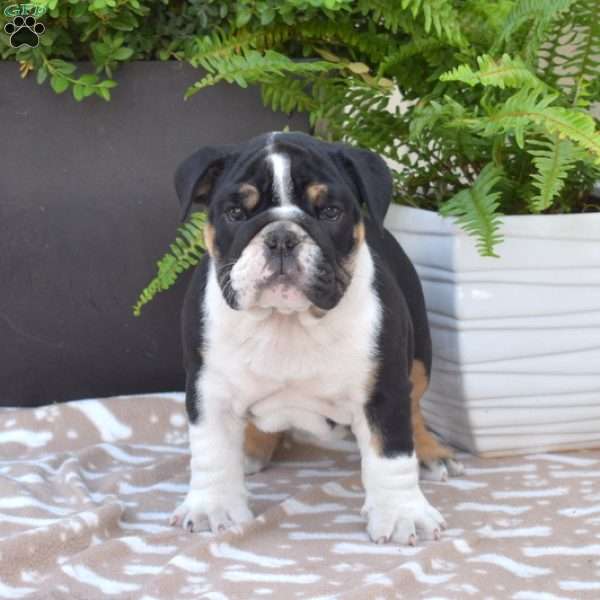 Rebel, English Bulldog Puppy