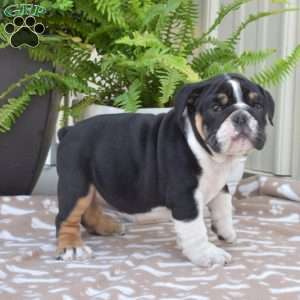 Rebel, English Bulldog Puppy