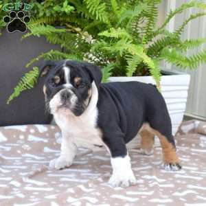 Rebel, English Bulldog Puppy