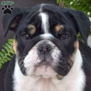 Rebel, English Bulldog Puppy