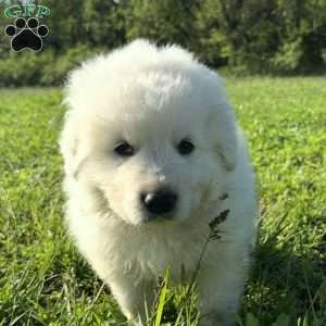 Royal, Maremma Sheepdog Puppy