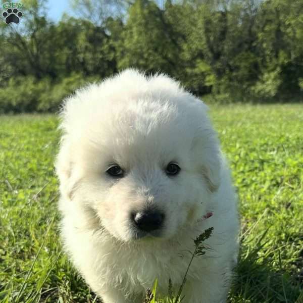 Royal, Maremma Sheepdog Puppy