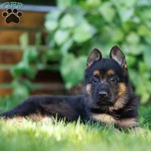 Charlie, German Shepherd Puppy