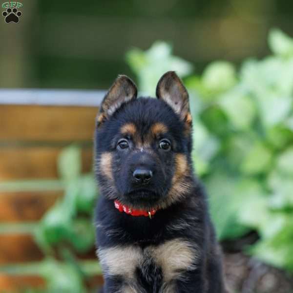 Charlie, German Shepherd Puppy