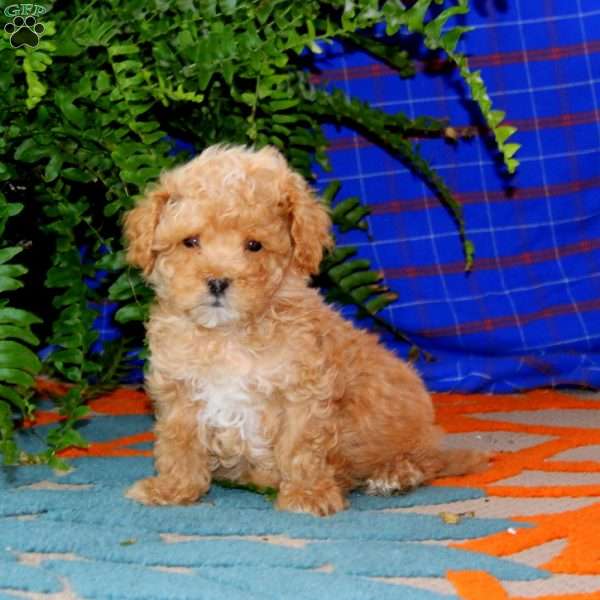 Reece, Maltipoo Puppy